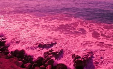 Прошла ту красную линию: популяция каспийского тюленя в критическом состоянии