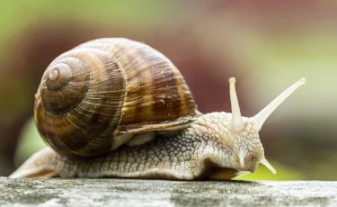 Қызықты дерек: ұлу 3 жыл бойы ұйықтауы мүмкін