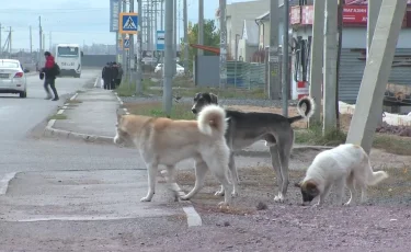 Реальная угроза: в Алматинской области бродячие животные растерзали домашний скот