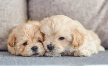 Чудо природы: рождаются ли близнецы у зверей