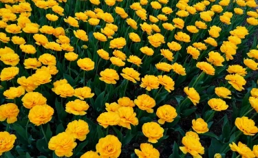 Лето 2023 года назвали самым жарким за последние 2000 лет