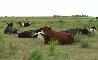 В СКО зафиксировали вспышку бруцеллеза