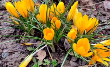 Жаңбыр және жел: 29 маусымға арналған ауа райы болжамы