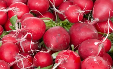 Острая защита от старения: чем полезен редис и кому его нельзя