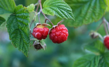 Какое отличие малины от других ягод