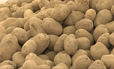 Картоптың адам ағзасына тигізер пайдасы мен зияны қандай