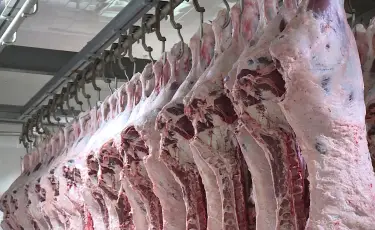 Елімізде Түркістан облысы – ет экспорты бойынша көшбасшы
