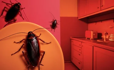 Как избавиться от тараканов в квартире и частном доме раз и навсегда