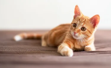 Стоит ли вам заводить кошку, чтобы избавиться от мышей?