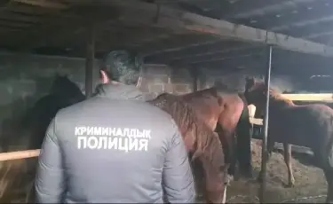 Қарағандыда мал ұрлаған күдіктілер ұсталды