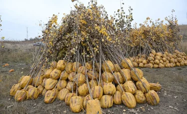 Алматыда көгалдандыру бойынша күзгі науқан жалғасуда