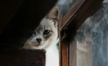 Котёнок в беде: сотрудники МЧС пришли на помощь хвостатому жителю столицы