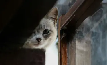 Котёнок в беде: сотрудники МЧС пришли на помощь хвостатому жителю столицы