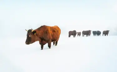 Начало сурового периода: Министерство сельского хозяйства обратилось к животноводам