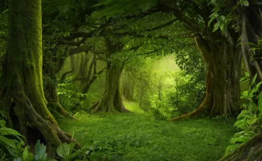 В Алматы возбуждено уголовное дело по факту незаконной вырубки дубов