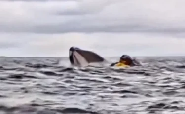 Алып кит жұтып қойған жігіт қалай аман қалды