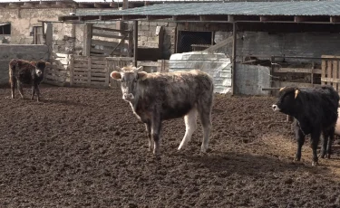 В Казахстане изменят процедуры кредитования и субсидирования сельского хозяйства