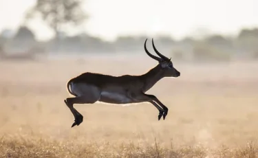 Жетісу облысында орманшылар Қызыл кітапқа енген қарақұйрықтарды заңсыз аулаған