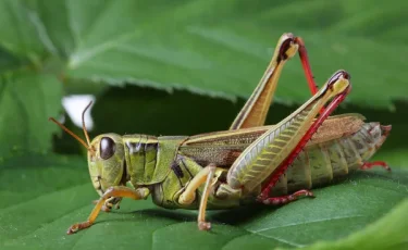 Биыл Үкімет шегірткемен күреске 7 млрд теңге бөлді