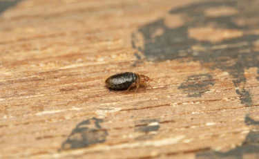 Спасаем дом от клопов: как обнаружить и уничтожить паразитов