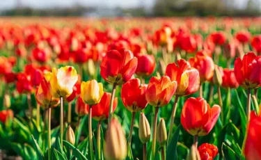 Қызғалдақ жұлғандарға қылмыстық іс қозғалады