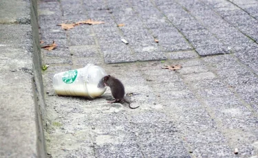 Кошки в тренде: жители Астаны обеспокоены нашествием мышей