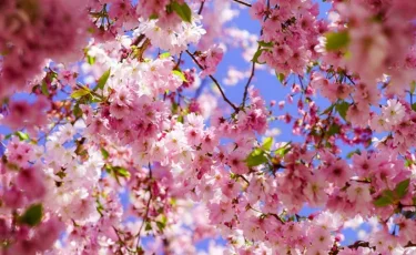 Шымкентте сакура гүлдеді