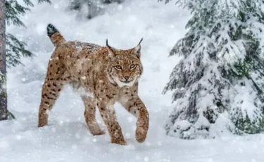 Алматы қорығында сілеусіннің күшігі фототұзаққа түсіп қалды