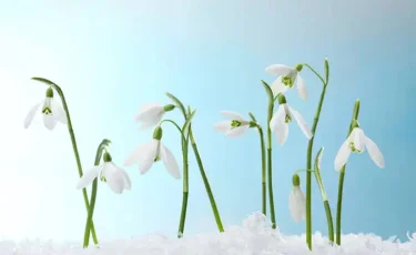 Алматыда бәйшешек гүлдеді