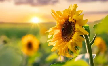 Қазақстанда өсімдік майы өндірісі 26%-ға артты