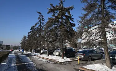 Аким Алматы разъяснил правила сноса аварийных деревьев