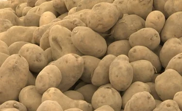 Картофельный ажиотаж: почему снизились продажи и овощ стал дорогим