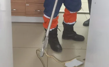 Таразда сауда орталықтарының бірінде жылан табылды