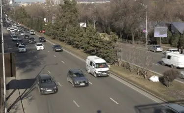 В Алматы на магистральных улицах высадят тысячи высоких лиственных деревьев