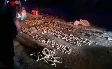 БҚО-да 34 киік мүйізінің табылуына байланысты қылмыстық іс қозғалды
