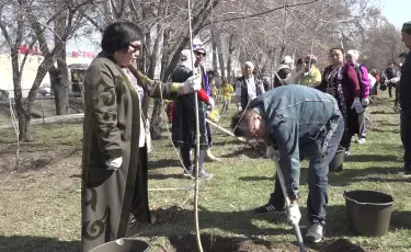 Жаңару күні: Алатау ауданында үш мыңға жуық көшет отырғызылады