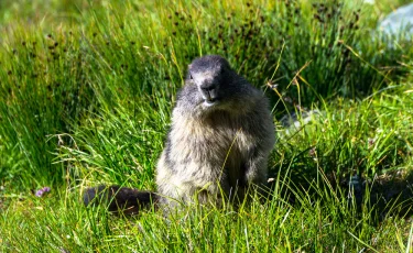 Сурки и сибирские косули: на территории Иле-Алатауского парка обнаружены редкие животные
