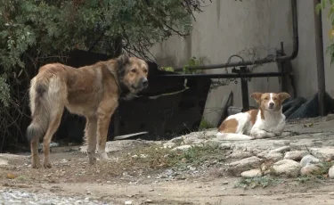 Алматы облысында 7,5 мыңнан астам бұралқы ит ұсталды