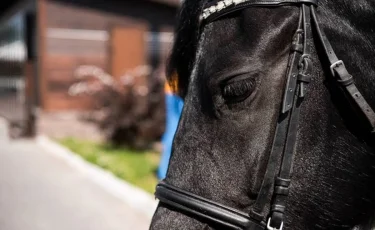 Екібастұзда жылқышы өзі бағып жүрген малды ұрлап, базарға сатып жіберген