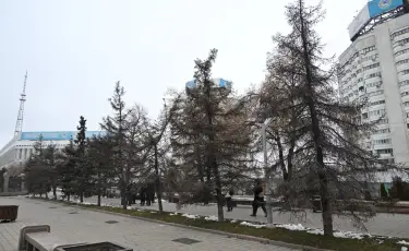Алматыдағы қоғамдық кеңістіктерге шамамен екі мың ірі ағаш отырғызылады