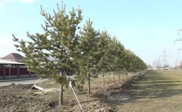 В Алматы до конца марта высадят 2 000 деревьев