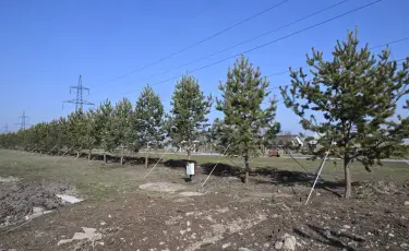 Қарасу шағынауданындағы скверге ірі көшеттер отырғызылды