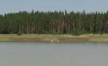 Зеленый фонд: на месте сгоревшего Аманкарагайского леса построят питомник
