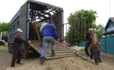 Опасная болезнь: в СКО в селе Бирлик у крупного рогатого скота обнаружен бруцеллез