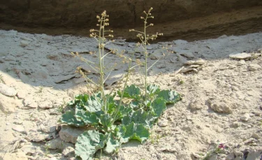 Үстірт қорығынан Қызыл кітапқа енген өсімдік табылды