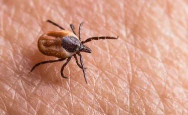 Өскеменде бір күнде 14 баланы кене шақты