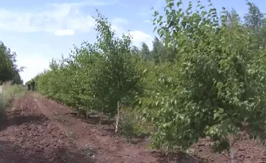 «Таза Қазақстан»: 6 миллионов соотечественников уже стали частью проекта