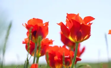 Түркістанда қызғалдақ гүлдеді