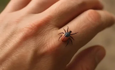 Весенняя опасность: в Усть-Каменогорске проснулись клещи