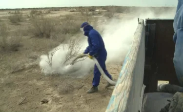 Биыл Қызылордада 39 адамды кене шаққан